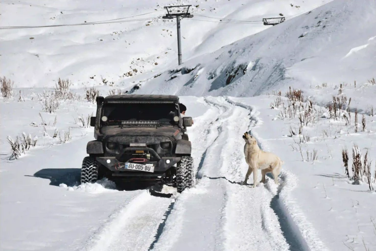 8 Best All Terrain Tires for Snow (2024) [Tested & Ranked]